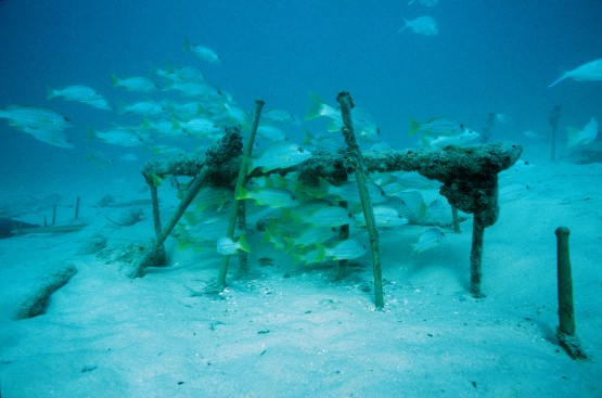 Gudrun underwater, photo WA Museum